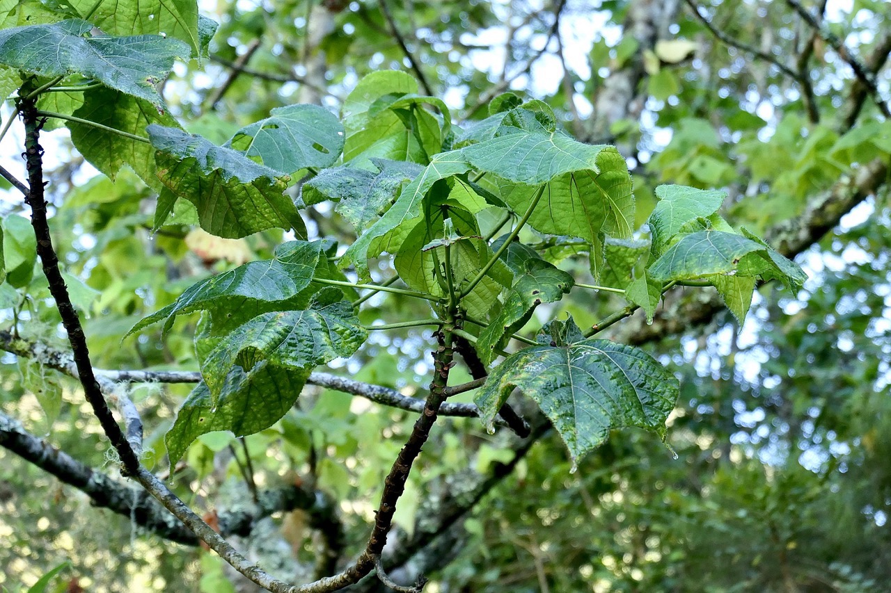 ? Dombeya blattiolens.( feuilles pendantes ) malvaceae.endémique Réunion. P1130407.jpeg