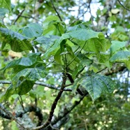 ? Dombeya blattiolens.( feuilles pendantes ) malvaceae.endémique Réunion. P1130407.jpeg