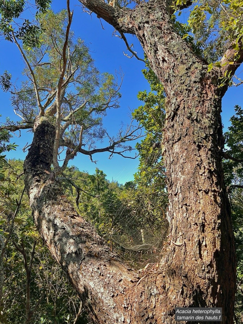 Acacia heterophylla.tamarin des hauts.fabaceae.endémique Réunion. MG_6072.jpeg