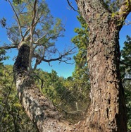 Acacia heterophylla.tamarin des hauts.fabaceae.endémique Réunion. MG_6072.jpeg