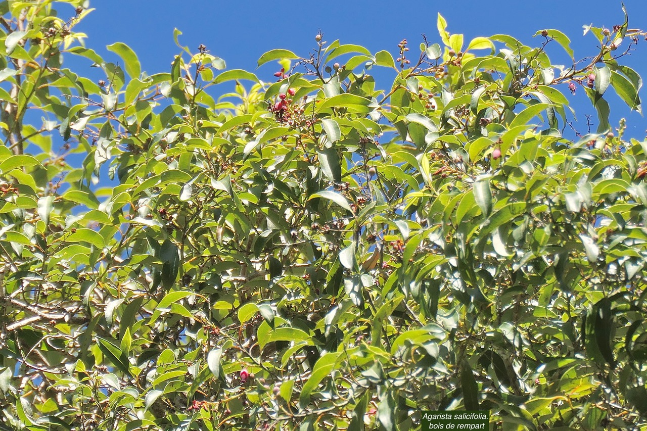 Agarista salicifolia. bois de rempart.ericaceae.indigène Réunion. P1130619.jpeg
