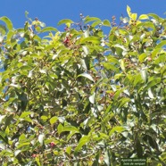 Agarista salicifolia. bois de rempart.ericaceae.indigène Réunion. P1130619.jpeg