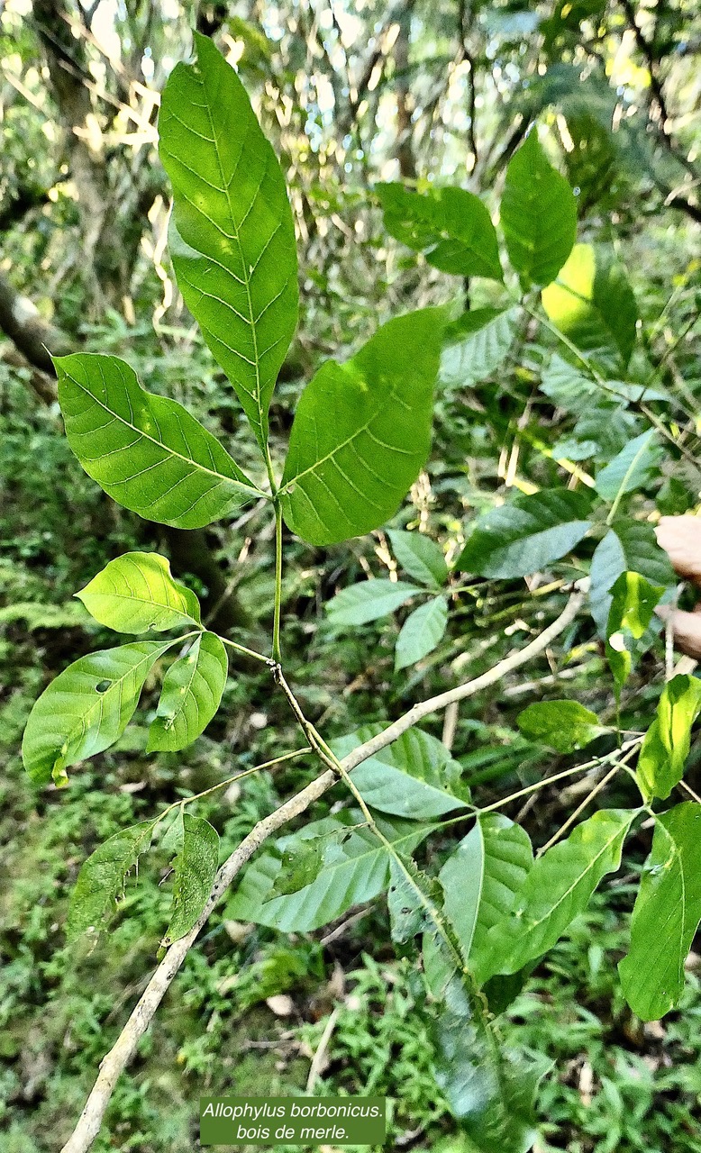 Allophylus borbonicus.bois de merle.feuilles .sapindaceae.endémique Réunion Maurice Rodrigues. P1130545.jpeg