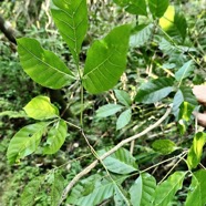 Allophylus borbonicus.bois de merle.feuilles .sapindaceae.endémique Réunion Maurice Rodrigues. P1130545.jpeg