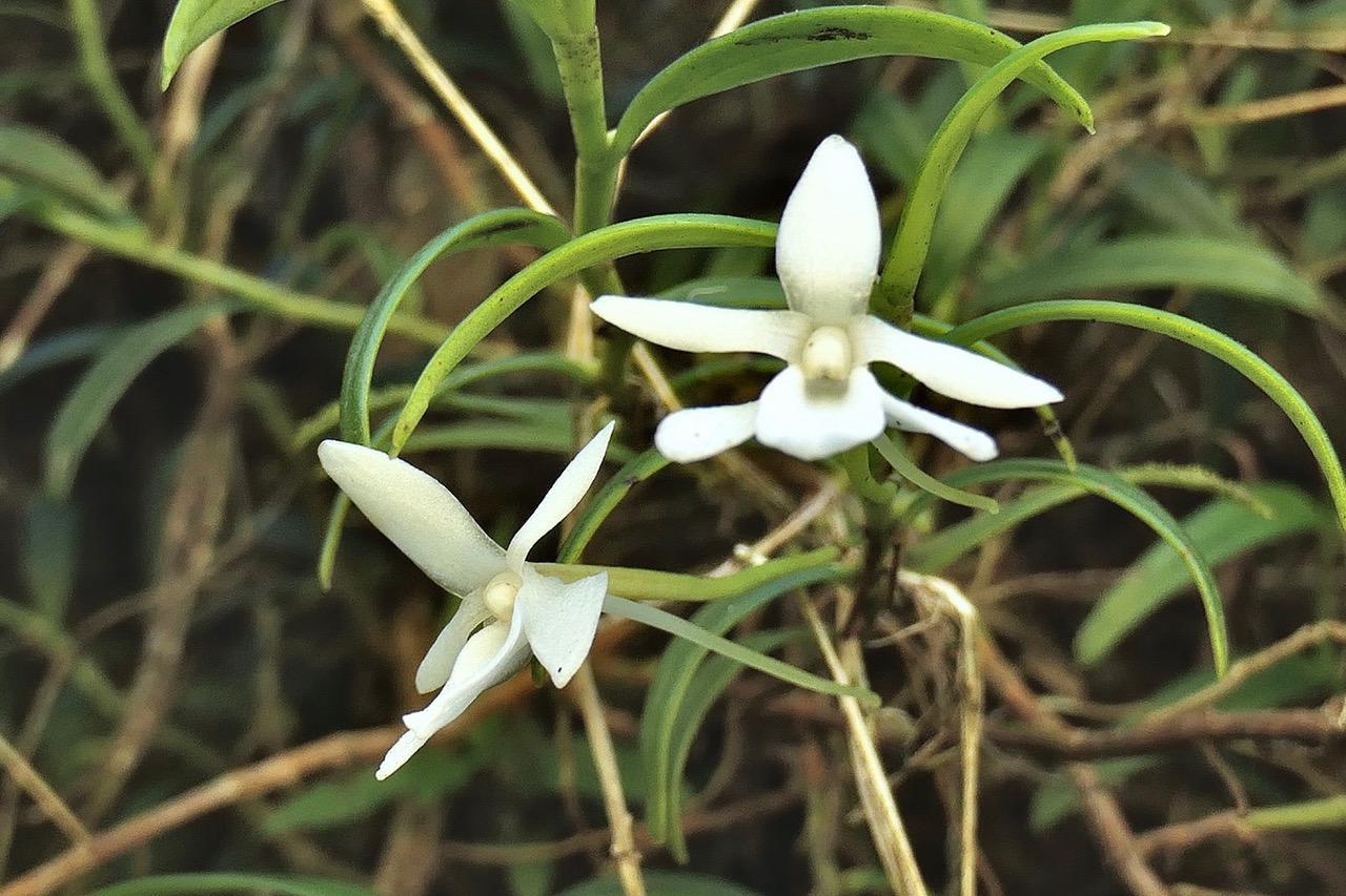 Angraecum ramosum .Angrec rameux.orchidaceae.endémique Réunion Maurice P1130381.jpeg
