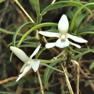 Angraecum ramosum .Angrec rameux.orchidaceae.endémique Réunion Maurice P1130381.jpeg