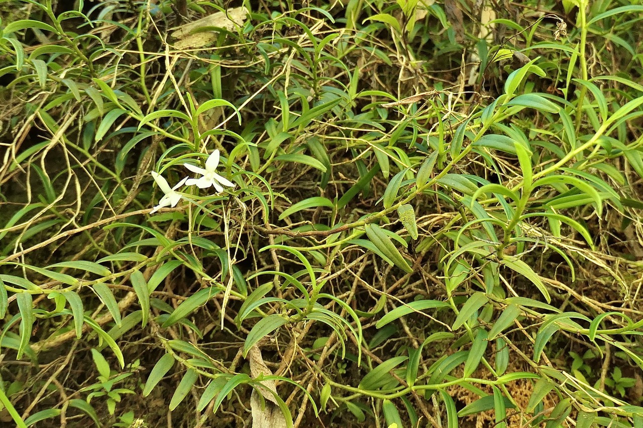 Angraecum ramosum .Angrec rameux.orchidaceae.endémique Réunion Maurice P1130386.jpeg