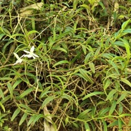 Angraecum ramosum .Angrec rameux.orchidaceae.endémique Réunion Maurice P1130386.jpeg