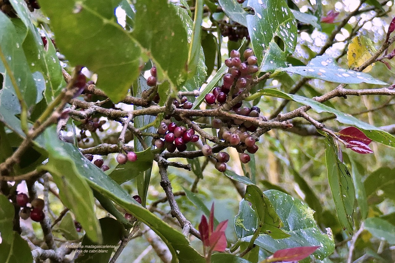 Antidesma madagascariense. Bois de cabri blanc. ( avec fruits ) phyllanthaceae.indigène Réunion. P1130417.jpeg