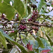 Antidesma madagascariense. Bois de cabri blanc. ( avec fruits ) phyllanthaceae.indigène Réunion. P1130417.jpeg