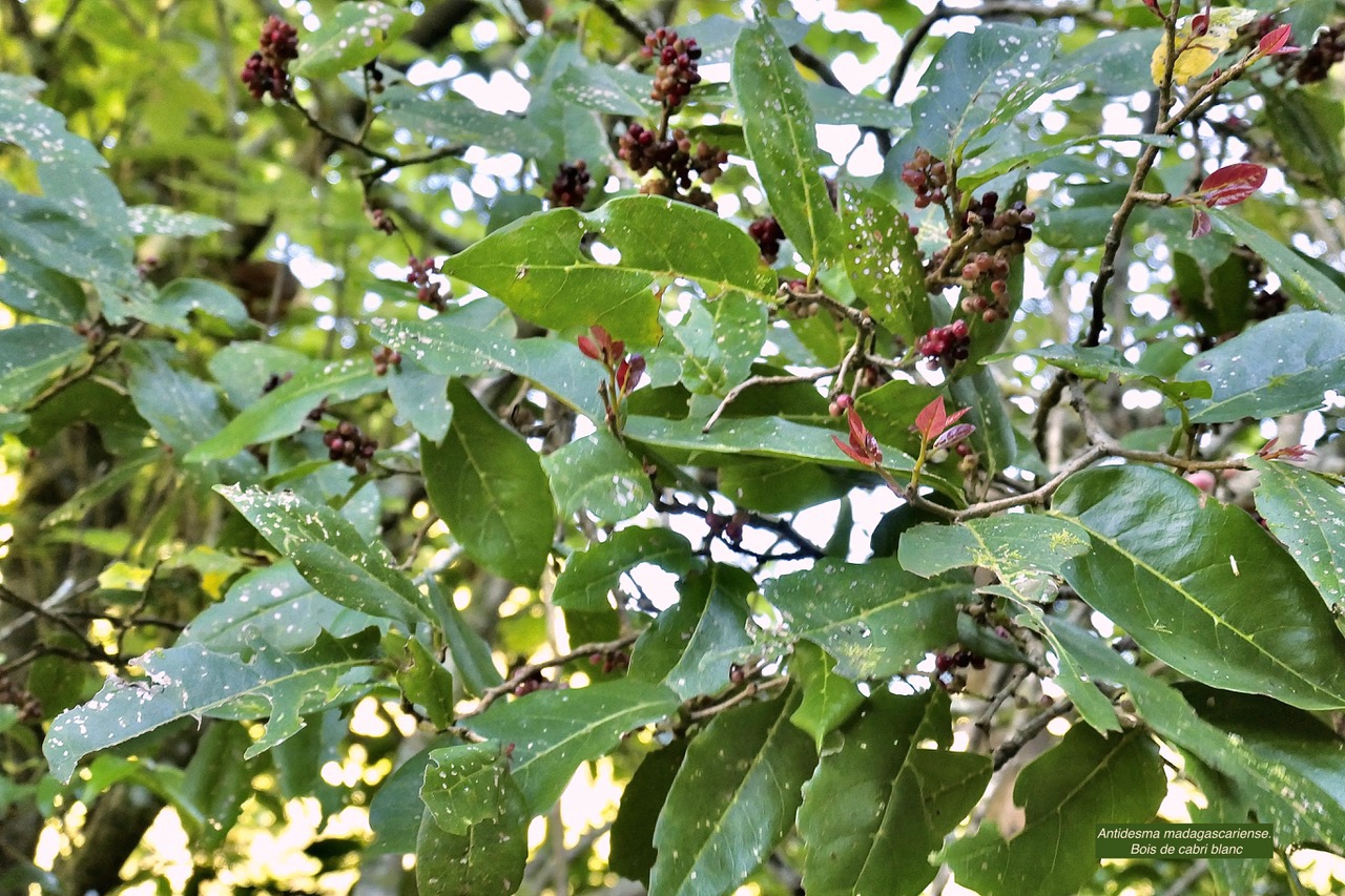 Antidesma madagascariense. Bois de cabri blanc.( avec fruits ) phyllanthaceae.indigène Réunion. P1130410.jpeg