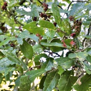 Antidesma madagascariense. Bois de cabri blanc.( avec fruits ) phyllanthaceae.indigène Réunion. P1130410.jpeg