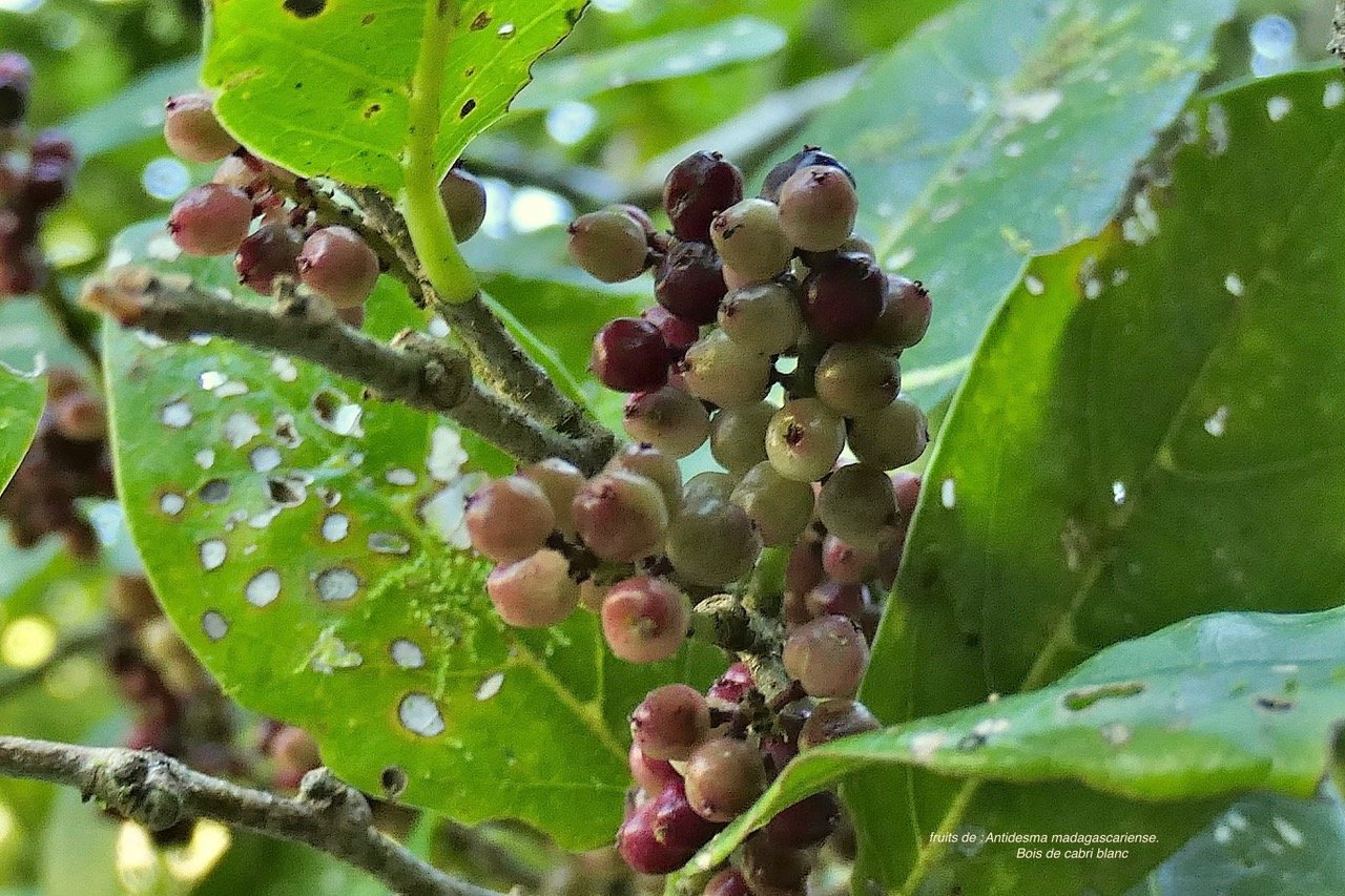 Antidesma madagascariense. Bois de cabri blanc.( fruits ) phyllanthaceae.indigène Réunion. P1130413.jpeg