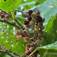Antidesma madagascariense. Bois de cabri blanc.( fruits ) phyllanthaceae.indigène Réunion. P1130413.jpeg