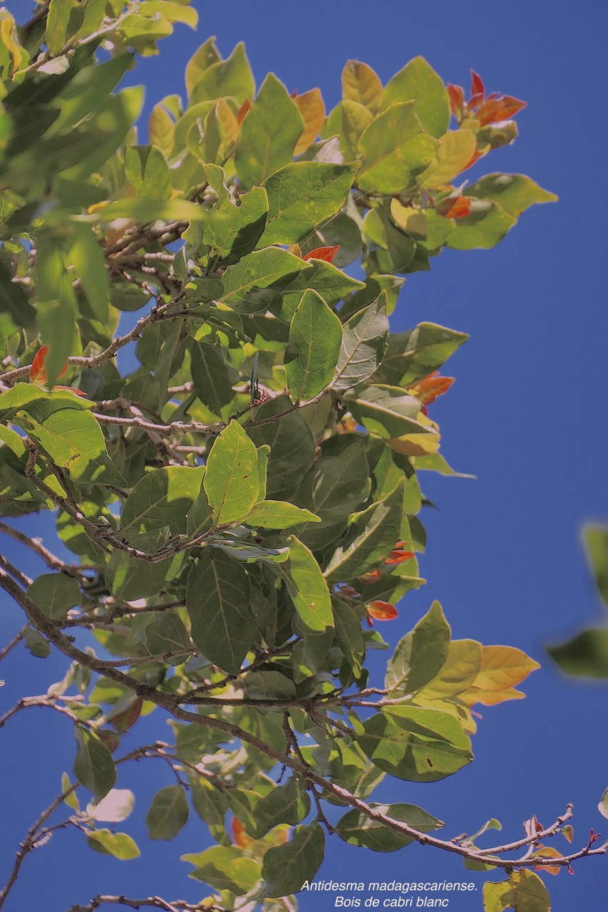 Antidesma madagascariense. Bois de cabri blanc.phyllanthaceae.indigène Réunion. P1130584.jpeg