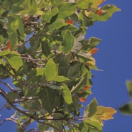 Antidesma madagascariense. Bois de cabri blanc.phyllanthaceae.indigène Réunion. P1130584.jpeg