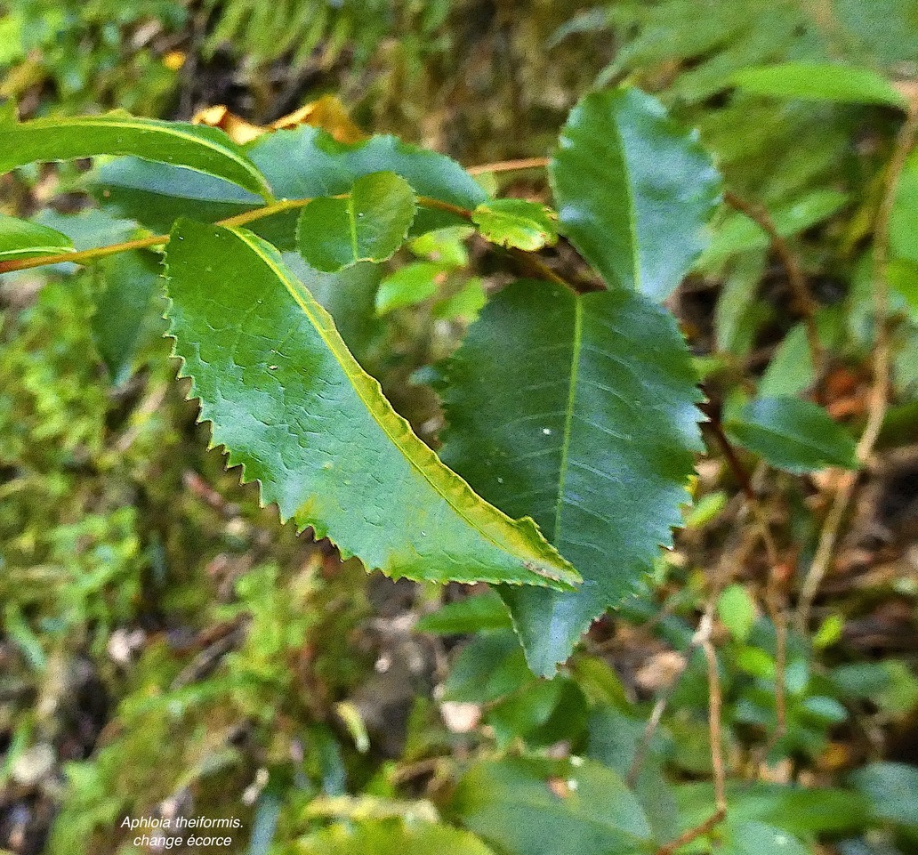 Aphloia theiformis.change écorce.( hétérophyllie.jeunes feuilles à marge découpée ) aphloiaceeae.indigène Réunion. P1130470.jpeg