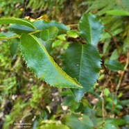 Aphloia theiformis.change écorce.( hétérophyllie.jeunes feuilles à marge découpée ) aphloiaceeae.indigène Réunion. P1130470.jpeg