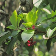 Badula sp. bois de savon.( avec fruits ) primulaceae.endémique Réunion. P1130759.jpeg