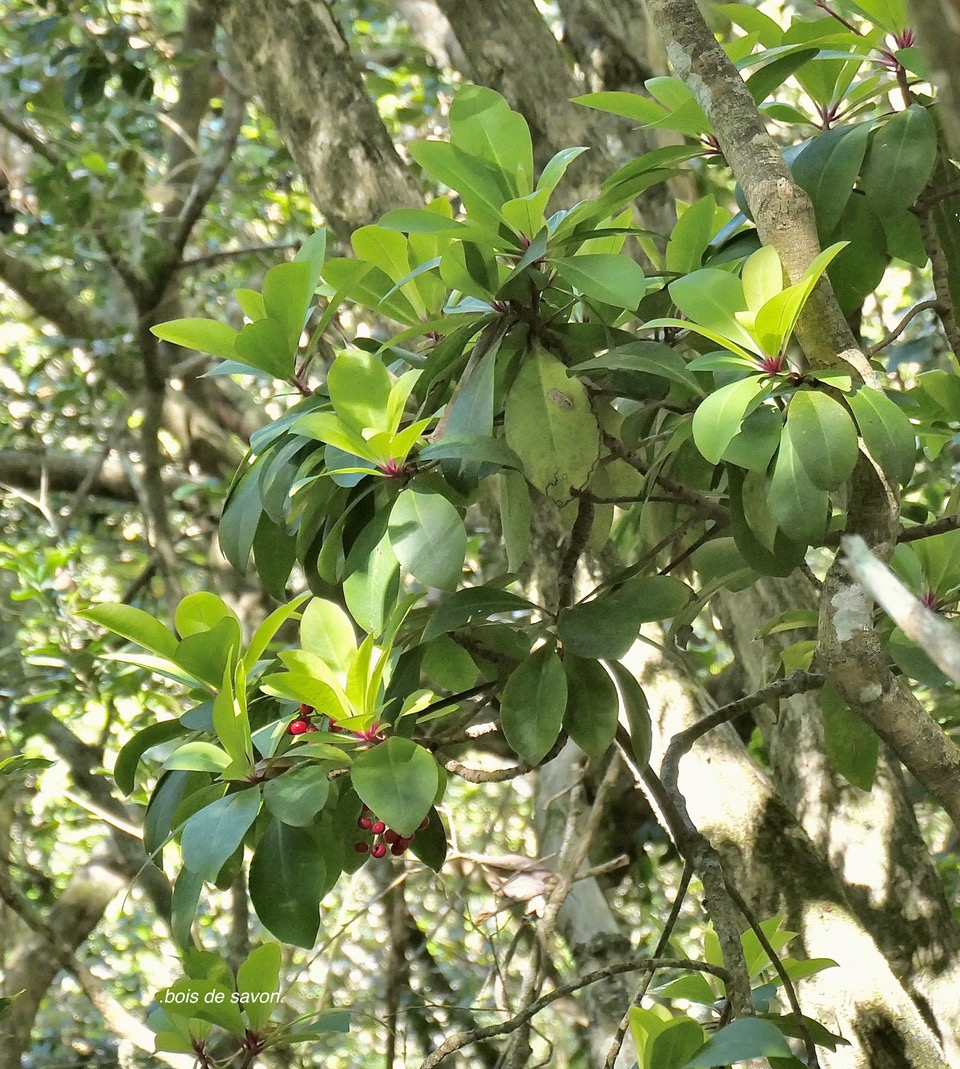 Badula sp. bois de savon.primulaceae.endémique Réunion. P1130768.jpeg