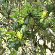 Badula sp. bois de savon.primulaceae.endémique Réunion. P1130768.jpeg
