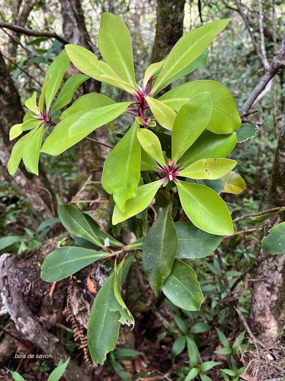 Badula sp.bois de savon.primulaceae.endémique Réunion. .jpeg