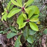 Badula sp.bois de savon.primulaceae.endémique Réunion. .jpeg