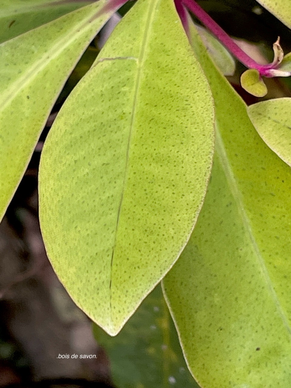Badula sp.bois de savon.primulaceae.endémique Réunion. IMG_6079.jpeg