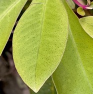 Badula sp.bois de savon.primulaceae.endémique Réunion. IMG_6079.jpeg