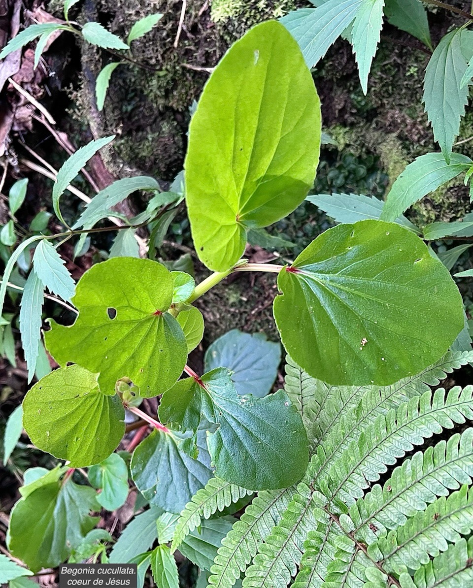 Begonia cucullata.coeur de Jésus.begoniaceae.espèce envahissante. IMG_6102.jpeg