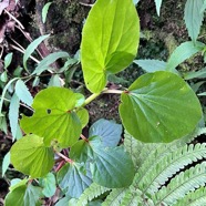 Begonia cucullata.coeur de Jésus.begoniaceae.espèce envahissante. IMG_6102.jpeg