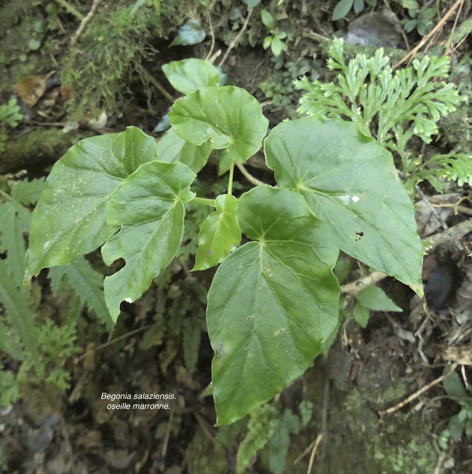 Begonia salaziensis.oseille marronne.begoniaceae.endémique Réunion Maurice. P1130431.jpeg