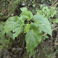 Begonia salaziensis.oseille marronne.begoniaceae.endémique Réunion Maurice. P1130431.jpeg