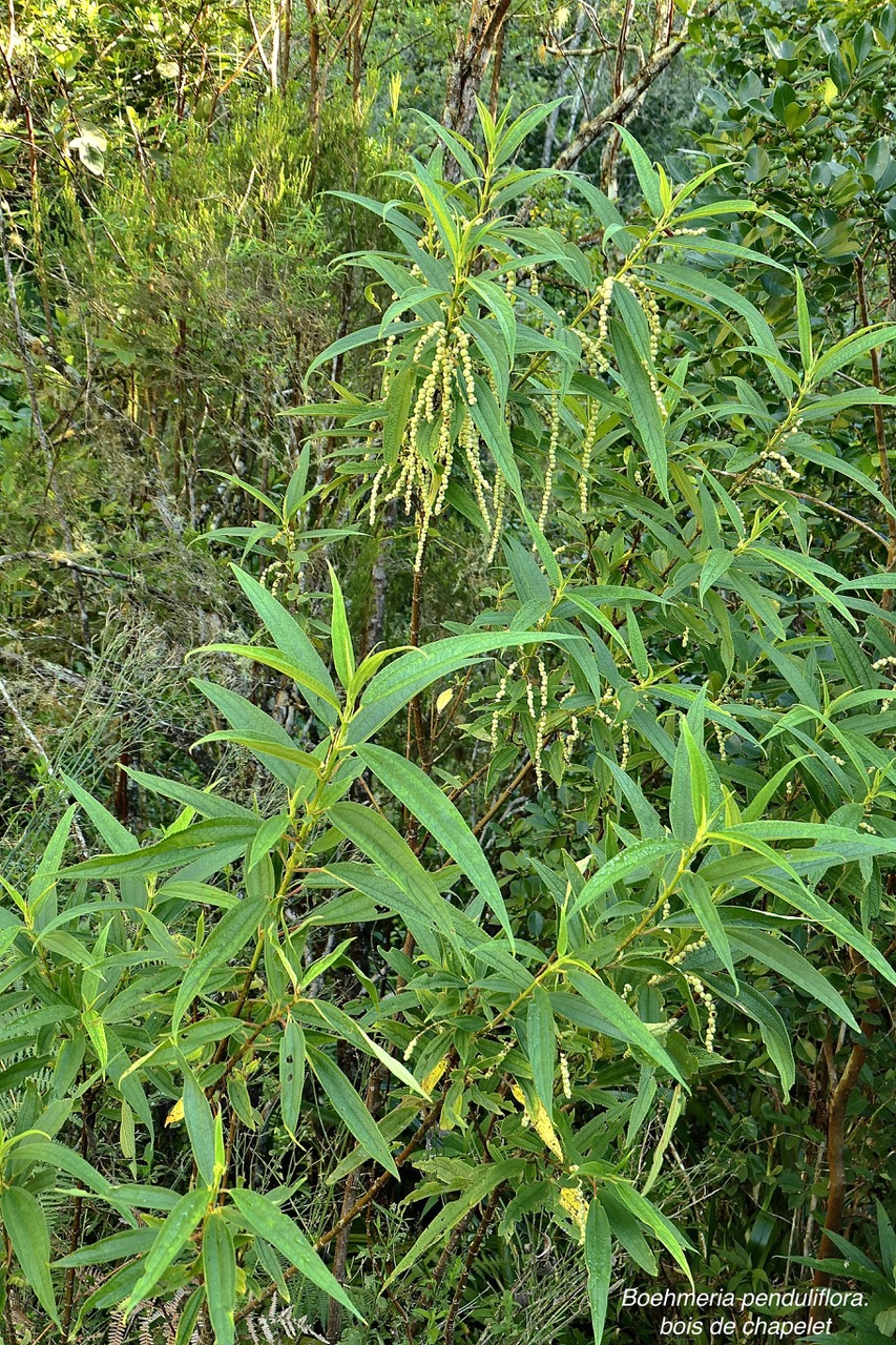 Boehmeria penduliflora.bois de chapelet.urticaceae.amphinaturalisé.très envahissant.  P1130396.jpeg
