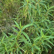 Boehmeria penduliflora.bois de chapelet.urticaceae.amphinaturalisé.très envahissant.  P1130396.jpeg