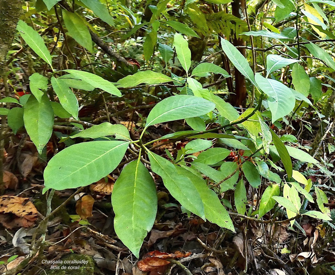 Chassalia corallioides Bois de corail  bois de lousteau rubiaceae.endémique Réunion. P1130516.jpeg