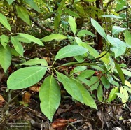 Chassalia corallioides Bois de corail  bois de lousteau rubiaceae.endémique Réunion. P1130516.jpeg