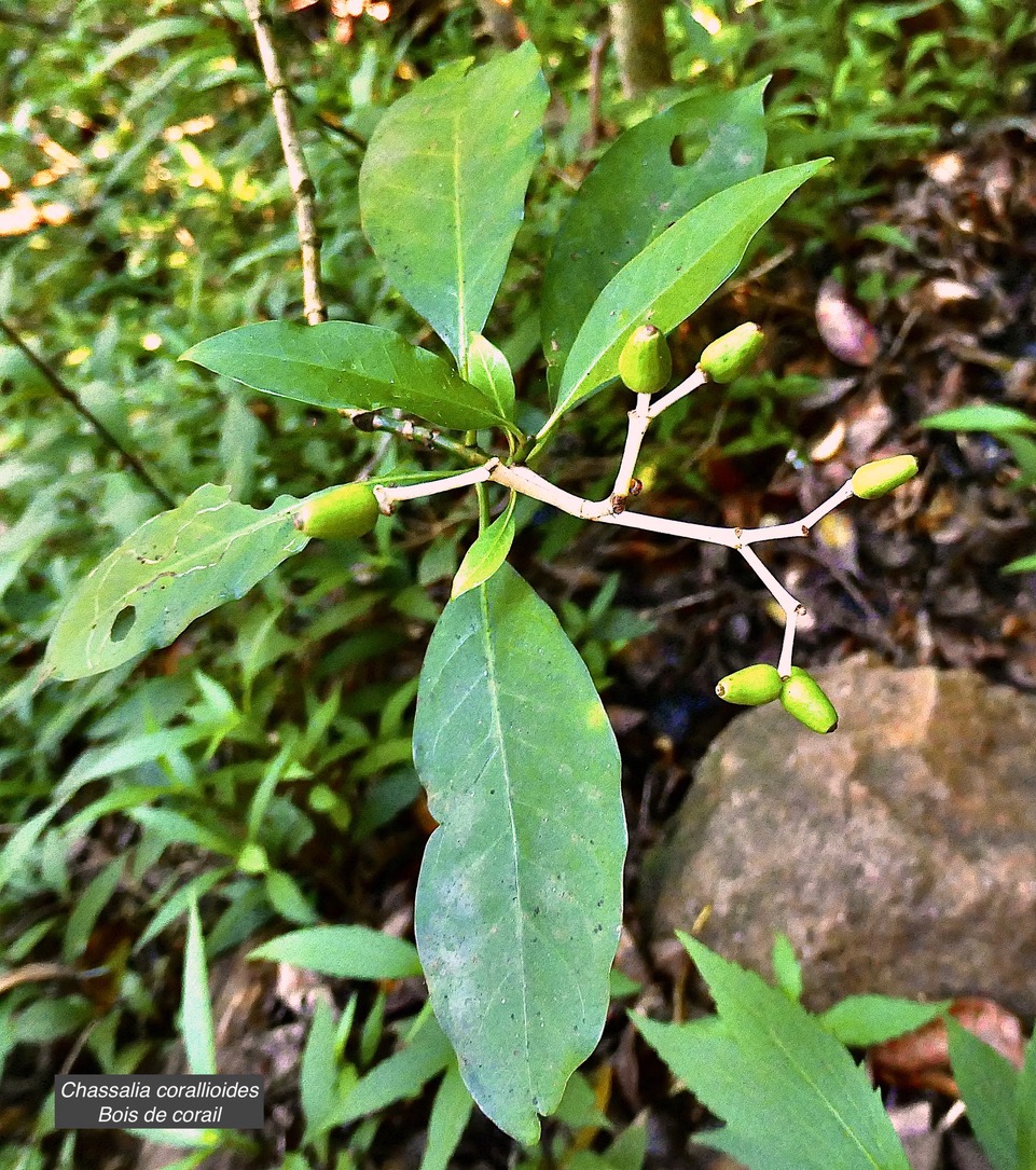 Chassalia corallioides Bois de corail  bois de lousteau rubiaceae.endémique Réunion. P1130530.jpeg