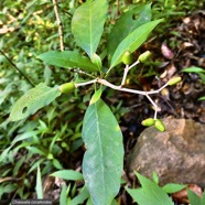 Chassalia corallioides Bois de corail  bois de lousteau rubiaceae.endémique Réunion. P1130530.jpeg