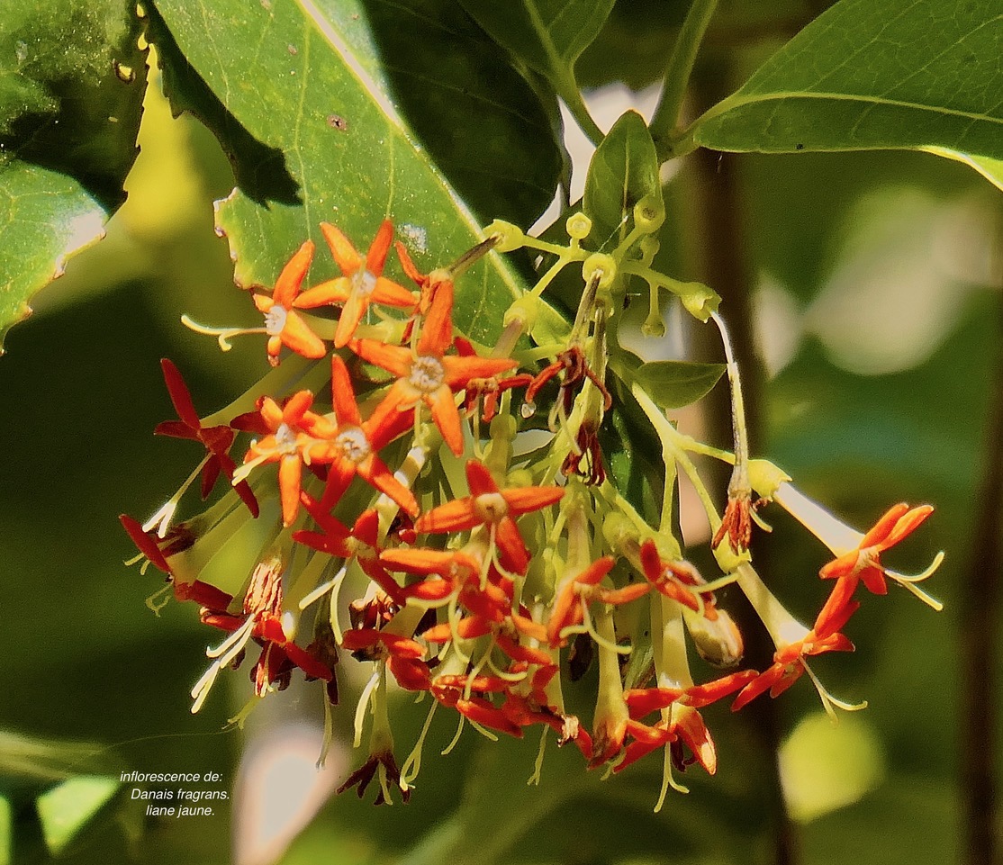 Danais fragrans.liane jaune.lingue noir. ( inflorescence ) rubiaceae.endémique Madagascar Mascareignes. P1130688.jpeg