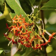 Danais fragrans.liane jaune.lingue noir. ( inflorescence ) rubiaceae.endémique Madagascar Mascareignes. P1130688.jpeg