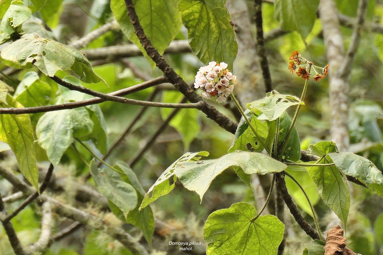 Dombeya pilosa .mahot.malvaceae.endémique Réunion. P1130848.jpeg