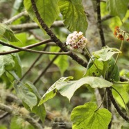 Dombeya pilosa .mahot.malvaceae.endémique Réunion. P1130848.jpeg