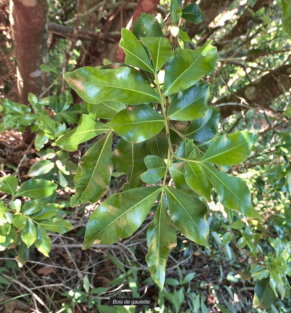 Doratoxylon apetalum var apetalum. Bois de gaulette sapindaceae.indigène Réunion. P1130634.jpeg