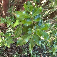 Doratoxylon apetalum var apetalum. Bois de gaulette sapindaceae.indigène Réunion. P1130634.jpeg