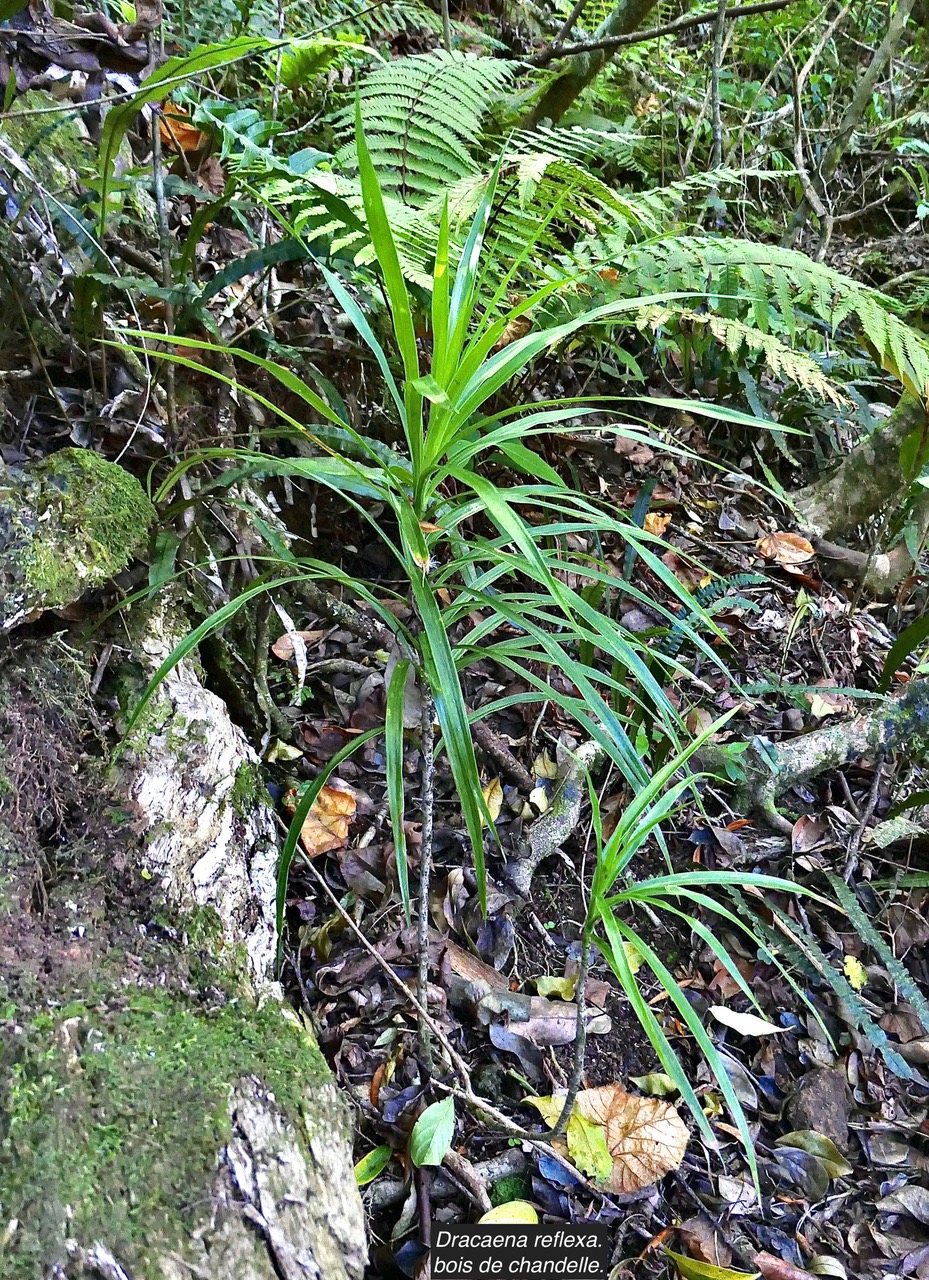 Dracaena reflexa.bois de chandelle.asparagaceae.endémique Madagascar.Seychelles Mascareignes. P1130513.jpeg
