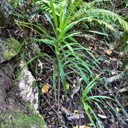 Dracaena reflexa.bois de chandelle.asparagaceae.endémique Madagascar.Seychelles Mascareignes. P1130513.jpeg