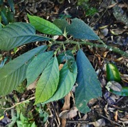 Elatostema fagifolium  urticaceae.indigène Réunion; P1130468.jpeg