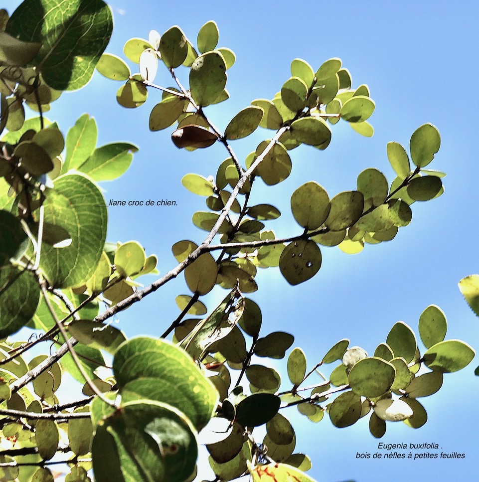 Eugenia buxifolia .bois de nèfles à petites feuilles.myrtaceae. endémique Réunion.et Smilax anceps.liane croc de chien.smilacaceae.indigène Réunion.  P1130560.jpeg
