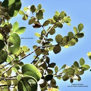 Eugenia buxifolia .bois de nèfles à petites feuilles.myrtaceae. endémique Réunion.et Smilax anceps.liane croc de chien.smilacaceae.indigène Réunion.  P1130560.jpeg